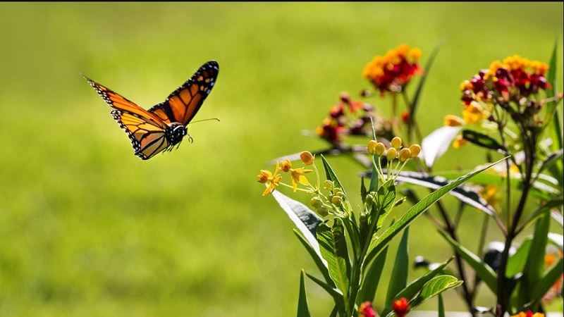 El jardin de las mariposas​ PDF Descarga gratis